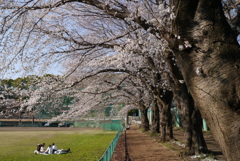 桜の木の下で