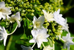 今年の紫陽花2