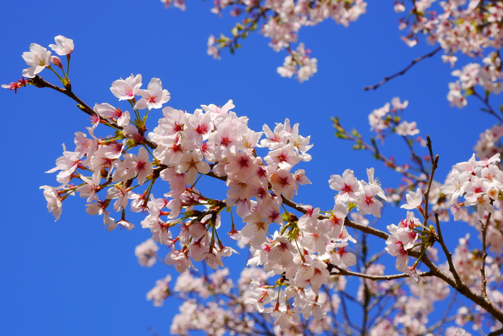 …去年の「桜」でした