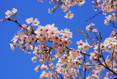 …去年の「桜」でした
