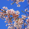 …去年の「桜」でした