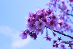 お花見　寒緋桜？
