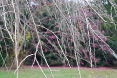 枝垂桜も…今は枝ばかり