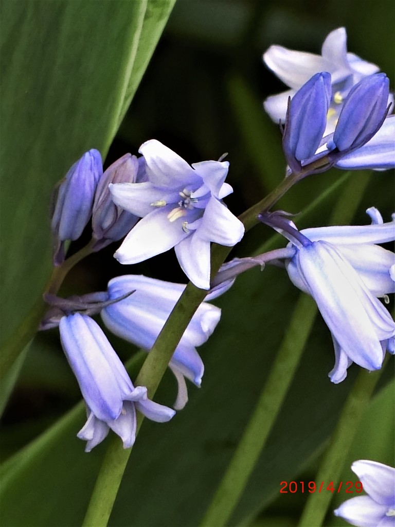 野辺の花