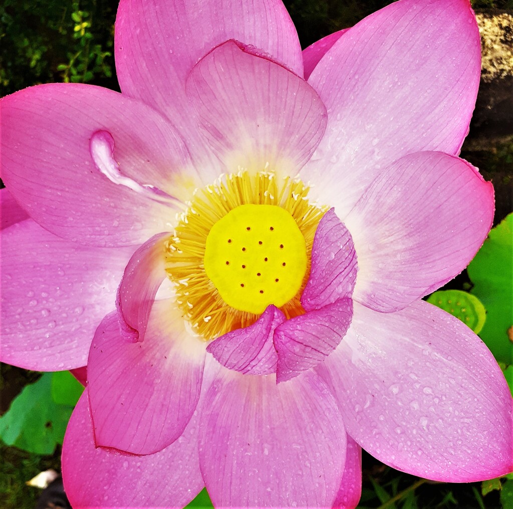 蓮の花5(太陽)