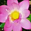 蓮の花5(太陽)