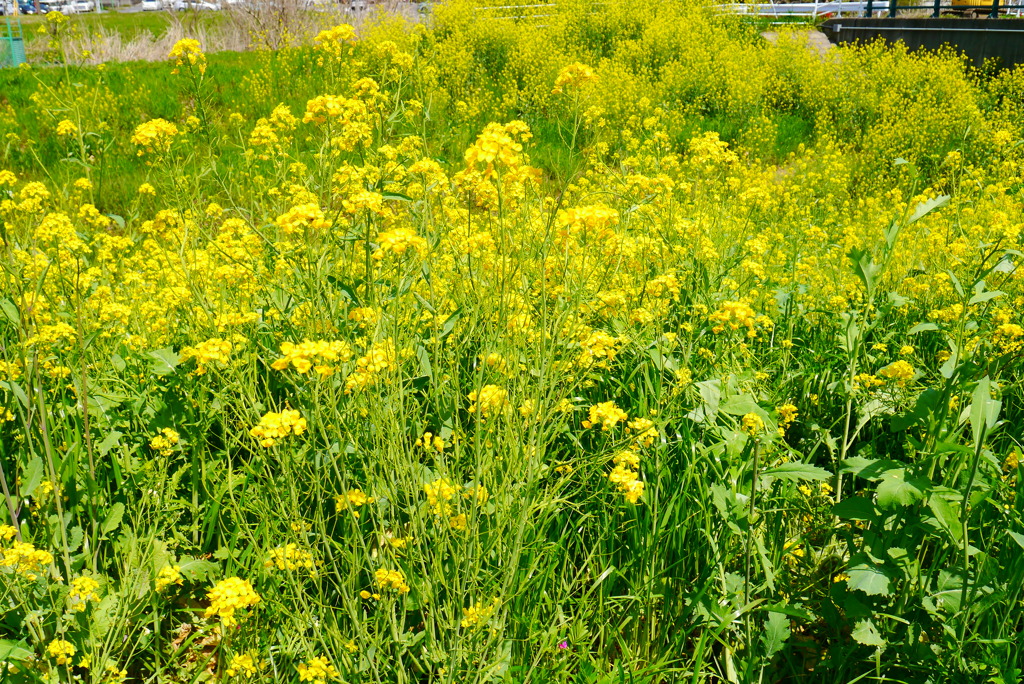 野の花　菜の花