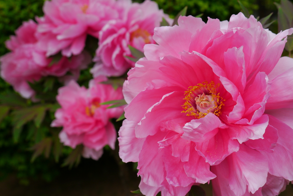 芍薬を愛でに