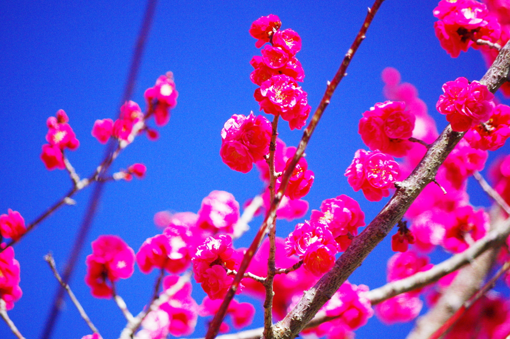 梅を愛でる…紅