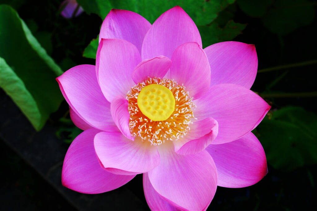 開花2