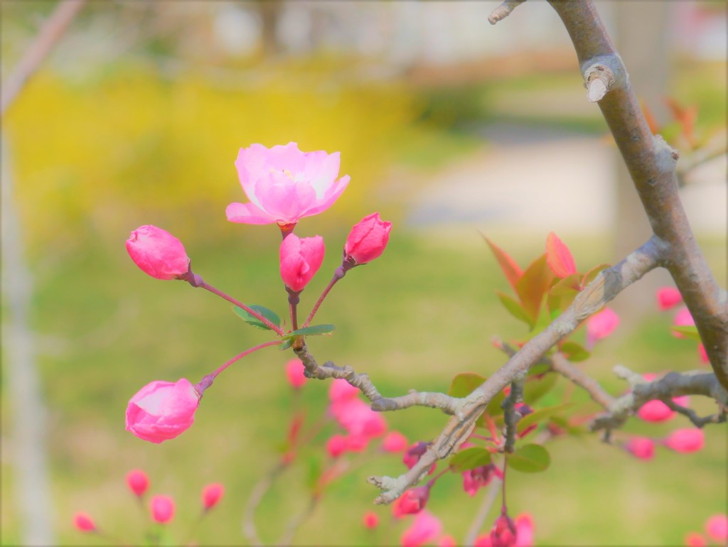 桜の次は・・・
