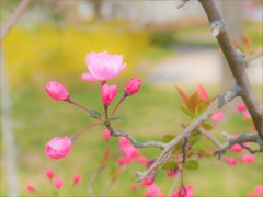 桜の次は・・・