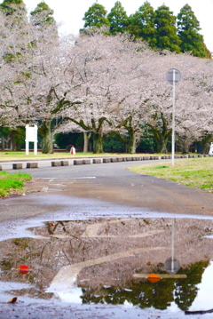 水面に映る…
