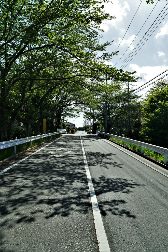 昼下がりの誰もいない「道」。