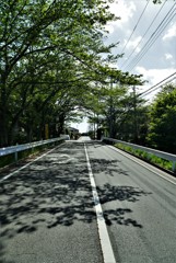 昼下がりの誰もいない「道」。