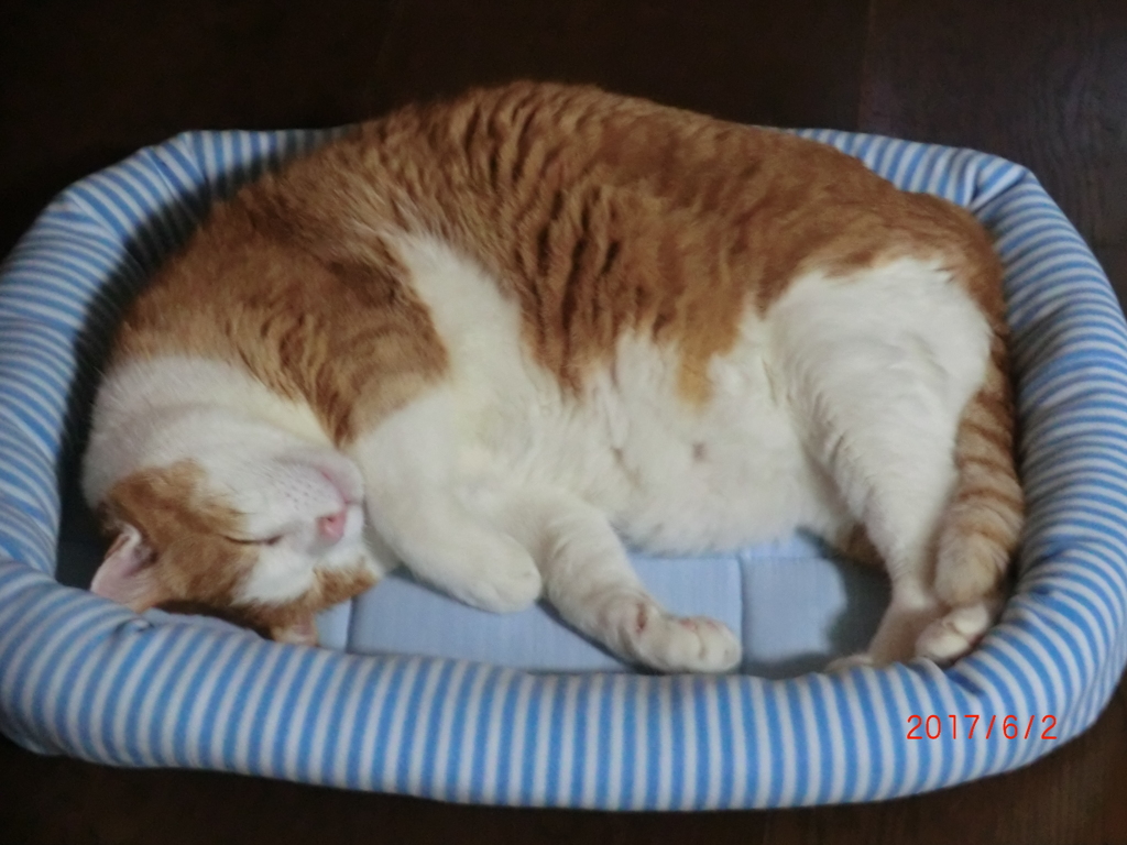 今のベッドは狭すぎる