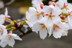 お花見決行