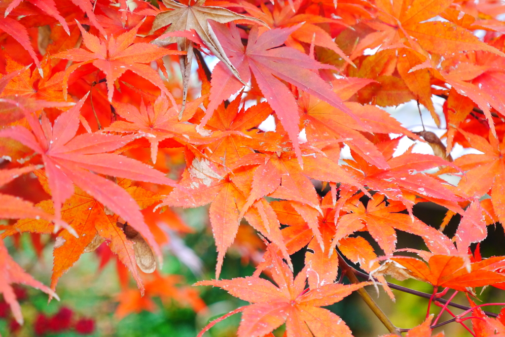 秋と言えば…紅葉！
