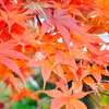 秋と言えば…紅葉！