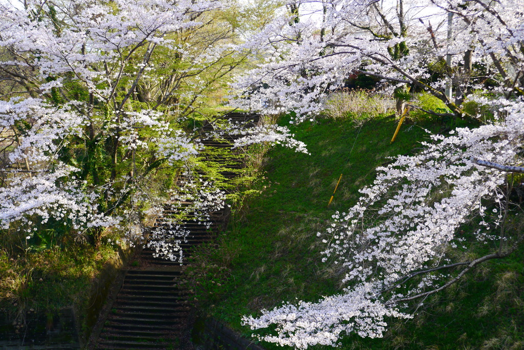 桜のある風景