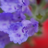花接写