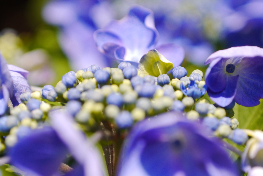 紫陽花2