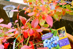 ブルーベリーの紅葉