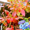 ブルーベリーの紅葉