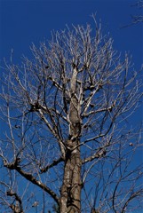 冬空に突き刺さる