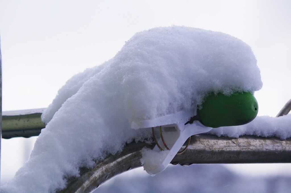 久しぶりの積雪