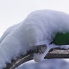 久しぶりの積雪