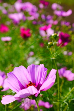 前の所よりちょっと花か少ないか？