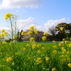 田舎の風景