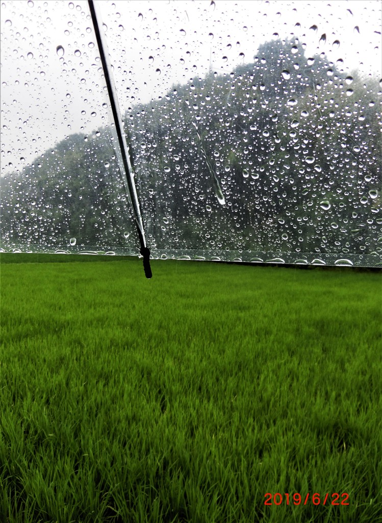 よく降る雨