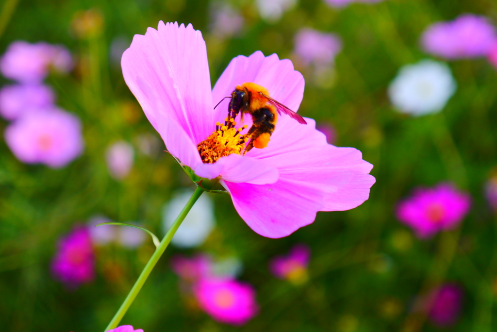 こっちにも「働き者」