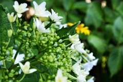 今年の紫陽花2020