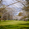 お花見の公園