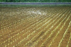 田植えの頃