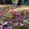 紅葉散る
