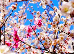 花見日和(5)…補正後