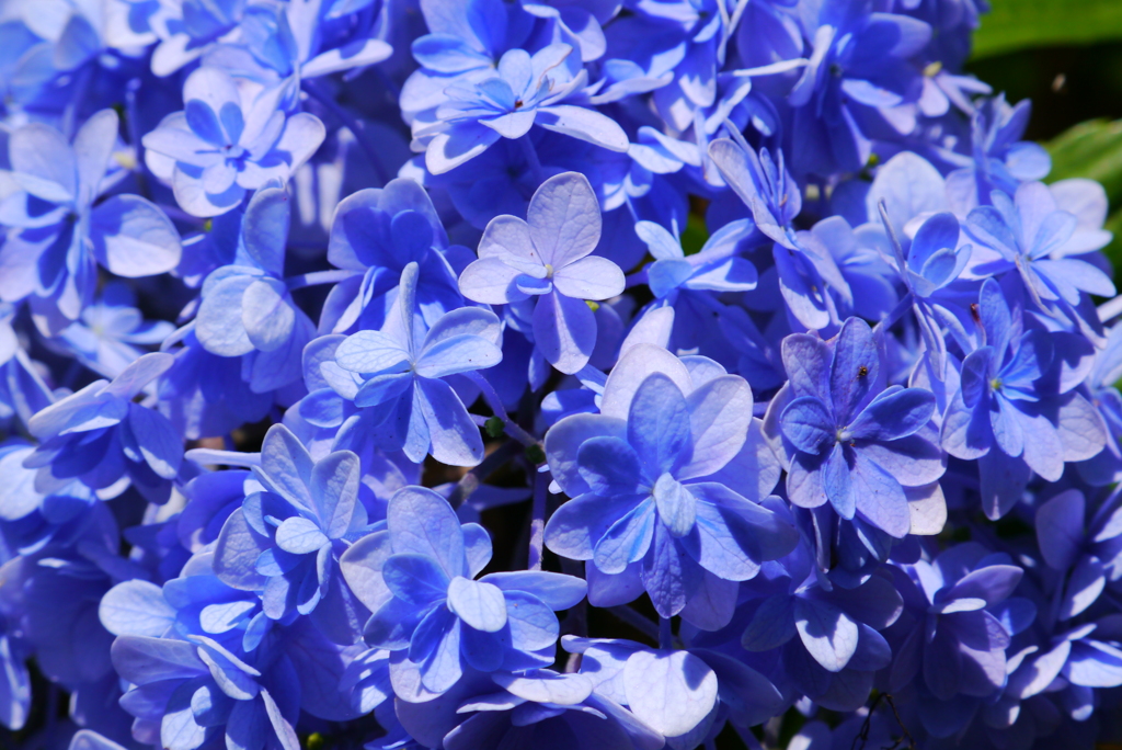 アジサイも綺麗