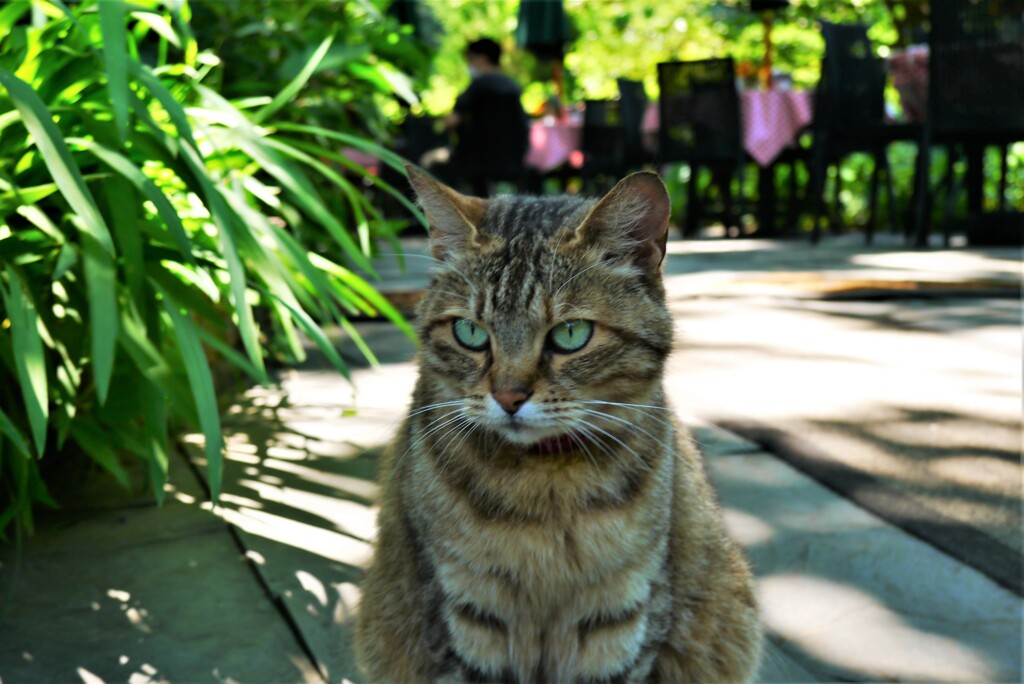 猫ガーデン