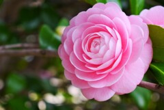 花紀行