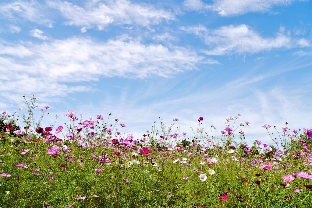 今週のコスモス畑
