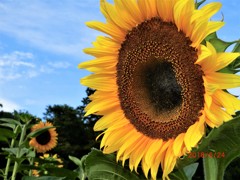 やっと、夏の日差し