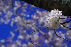 今日こそ、お花見！