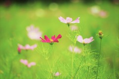 まだ夏も来ていないのに…