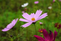 秋はやっぱり秋桜(コスモス)