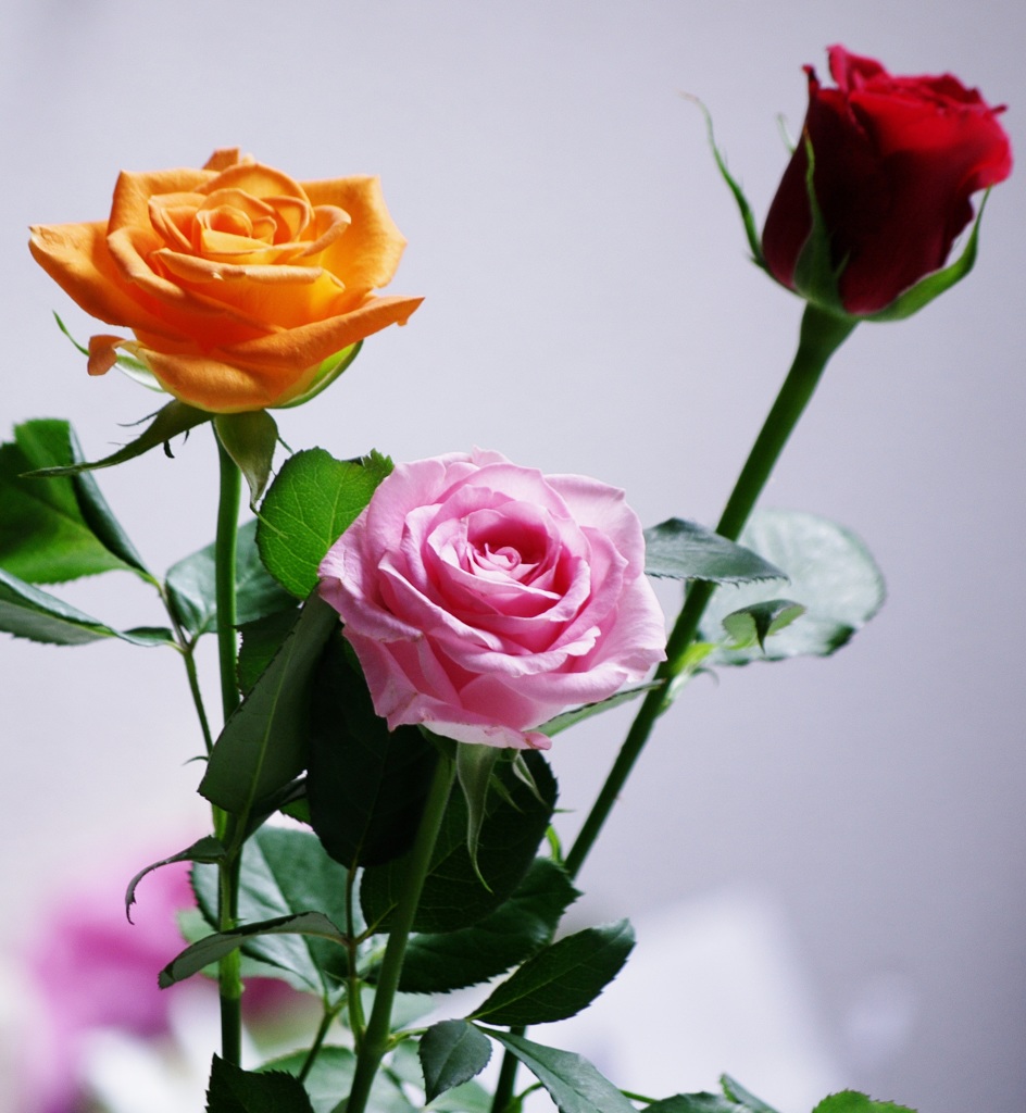 明日は結婚記念日