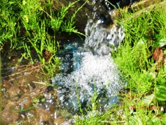 私の好きな里山　水ぬるむ